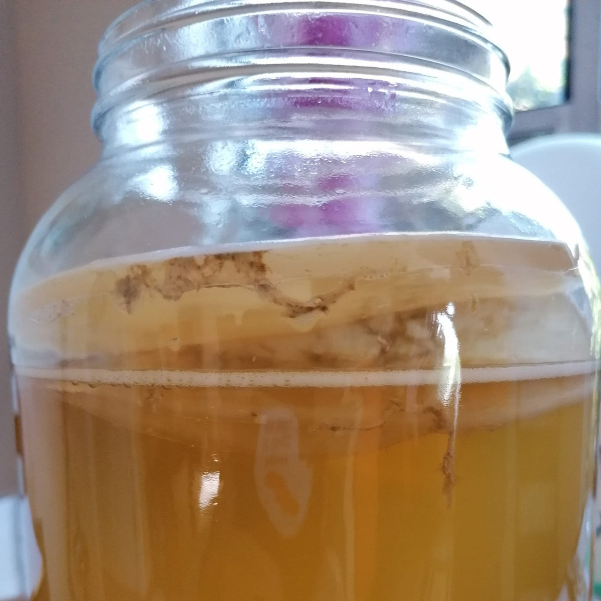 Unhealthy kombucha SCOBY?