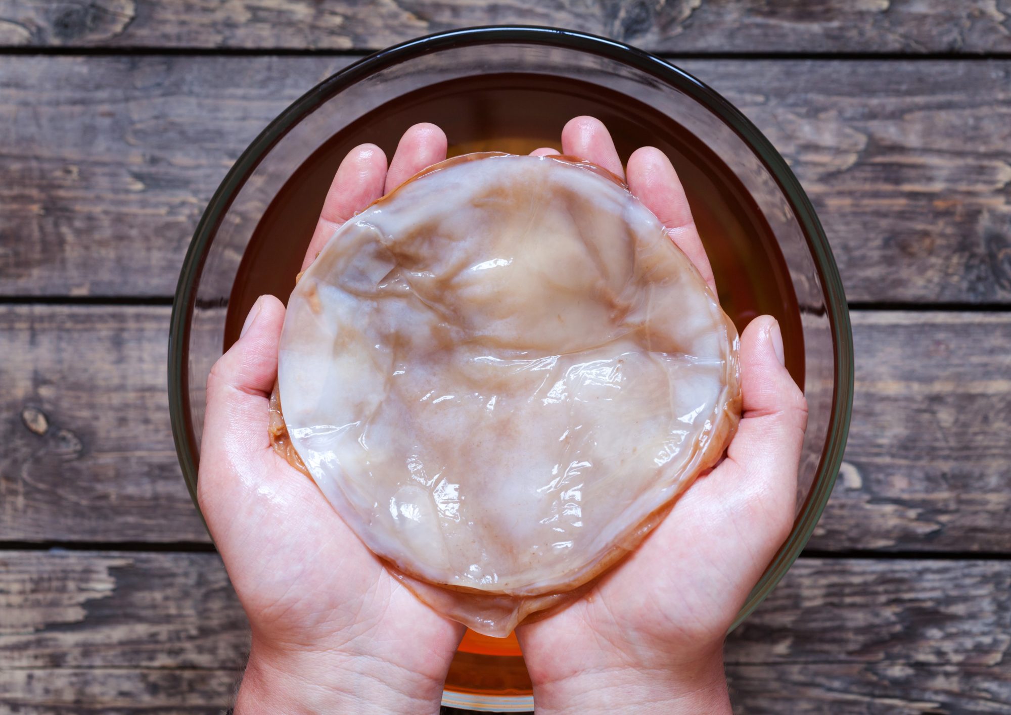 Kombucha SCOBY