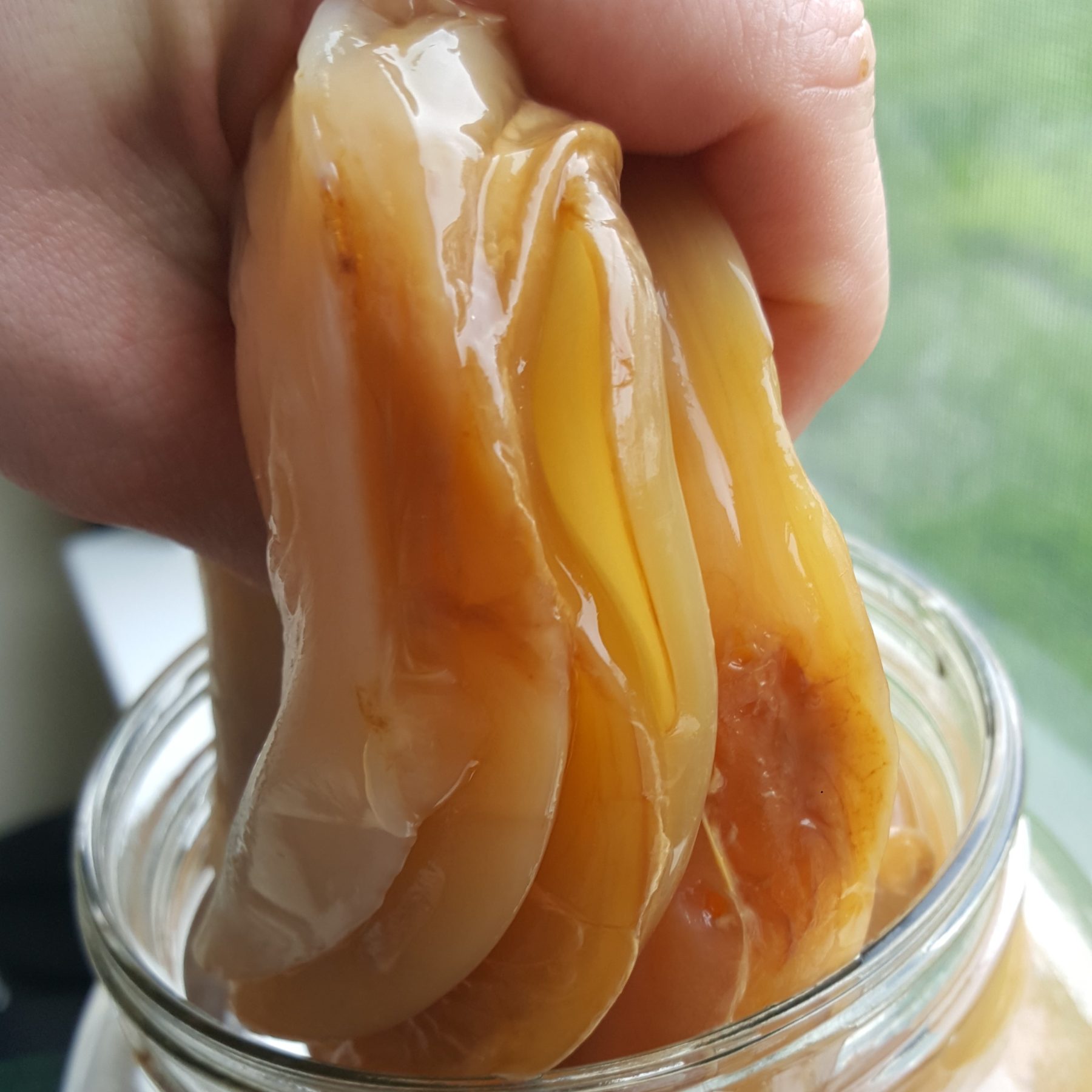 Thick SCOBY LAYERS