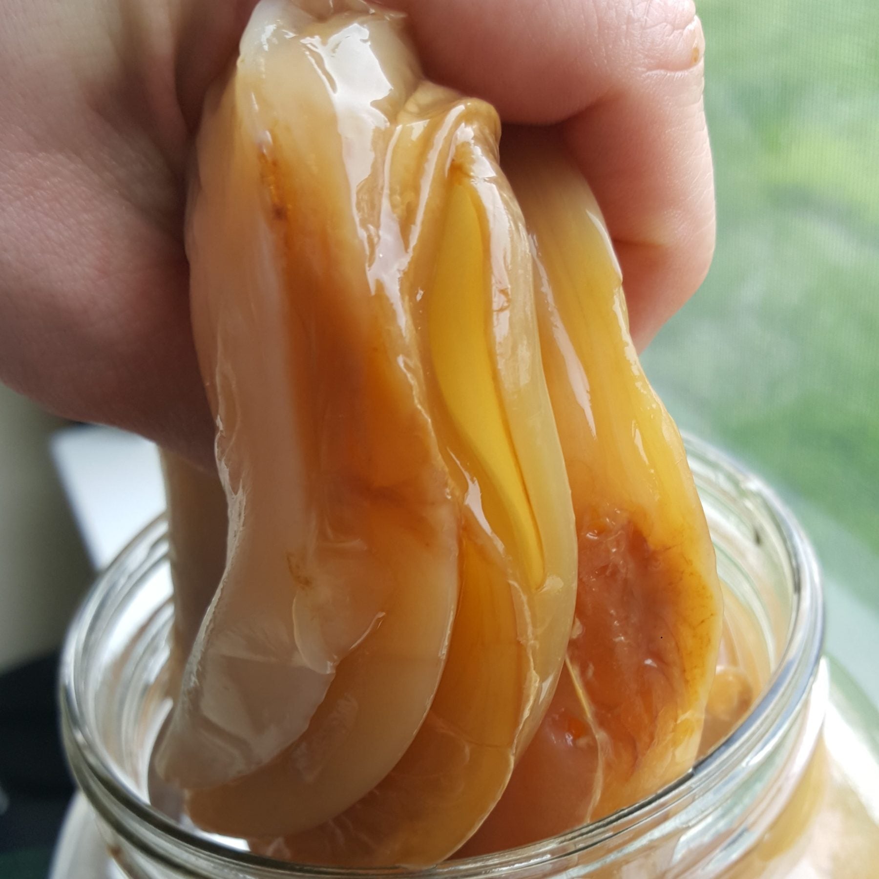 Kombucha Kombucha