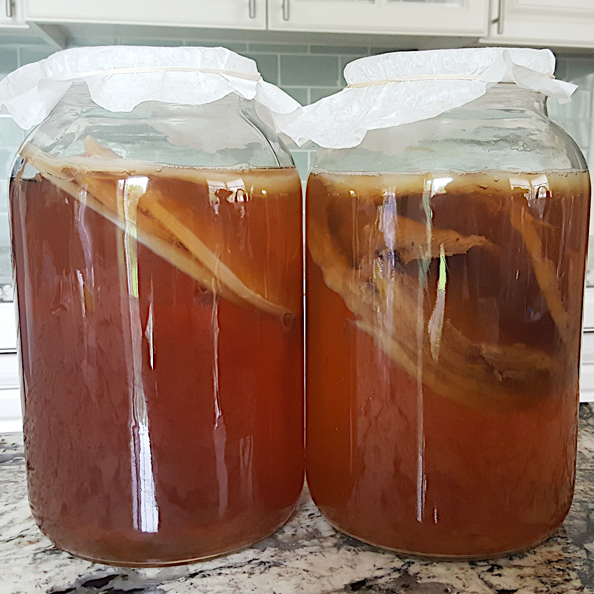 Kombucha SCOBY Floating or Sinking